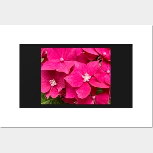 Perfection of the Pink Hydrangea Posters and Art